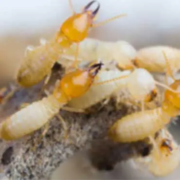 Termites