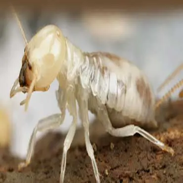 Termite