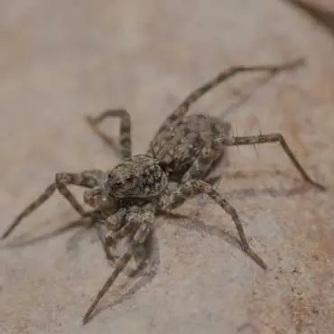 Spider Pest Control in East Delhi