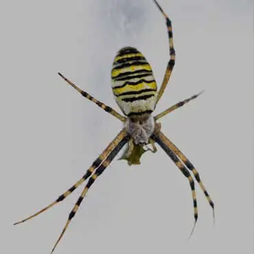 Spider Treatment in Krishna Nagar