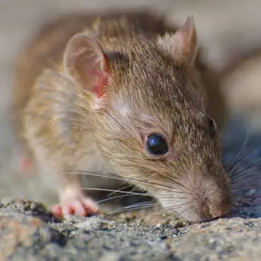 Rodent Control in East Delhi
