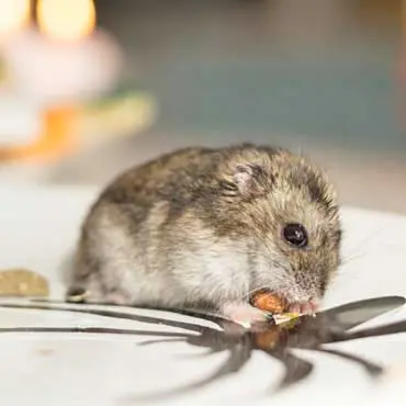 Rat Control in Krishna Nagar