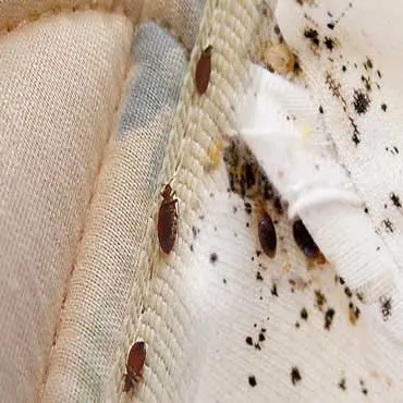 Bed Bugs Control