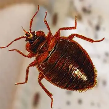 Bed Bug Treatment